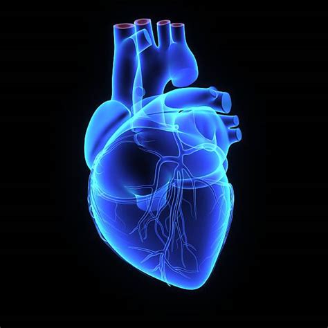 Human Heart Pictures Images And Stock Photos Istock