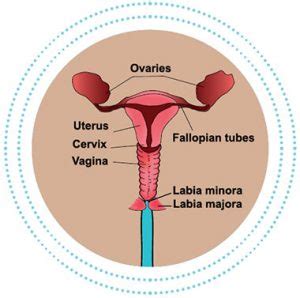 Committed to addressing the disparities that. Ovarian cancer - Cancer Focus Northern Ireland