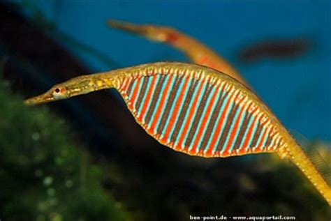 Best Ideas About Freshwater Organisms Freshwater Pipefish