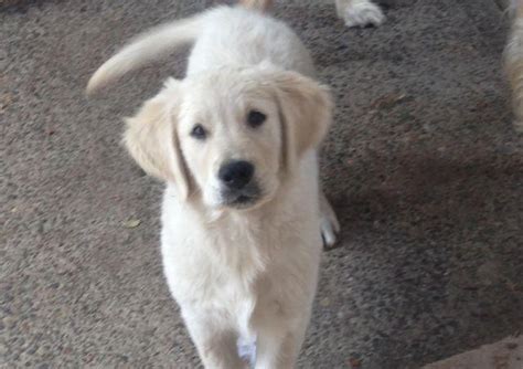 Find golden retriever puppies and breeders in your area and helpful golden retriever information. Male Golden Retriever for Sale in Tacoma, Washington ...