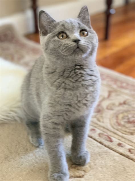 Beautiful, fluffy, british short hair 7 week old kittens, looking for their loving, forever indoor homes. British Shorthair Cats For Sale | Huntington, NY #316457