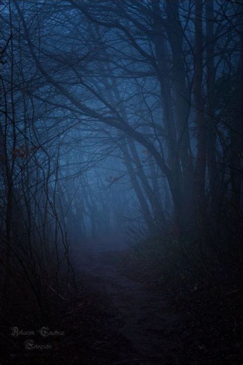 Foggy Winter Woods Haunted Forest Dark Forest Nature Photography