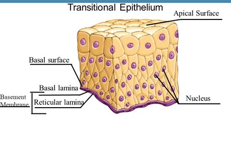 The Three Layers Of The Transitional Epithelium Steve Gallik