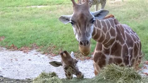 加盟園館検索 いきもの学びねっと 飼育動物検索 jazaからのお知らせ 会員園館からのお知らせ. キリンの親子(Giraffe) 東山動物園 - YouTube
