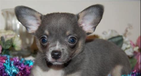 Chihuahua colors including blues, chocolates. What Is A Blue Chihuahua?