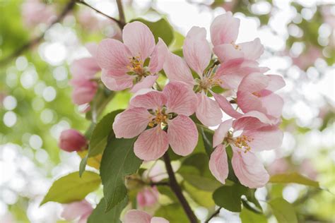 Free Images Branch Petal Bloom Food Spring Produce Botany