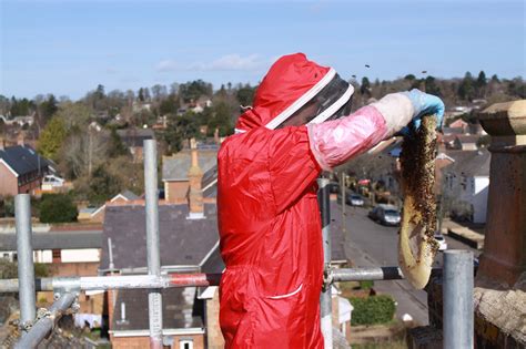 Everything You Need To Know About Removing Honey Bees In A Chimney