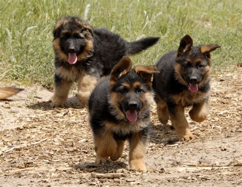 I Want To Get A Gsd Puppy German Shepherd Dog Forums