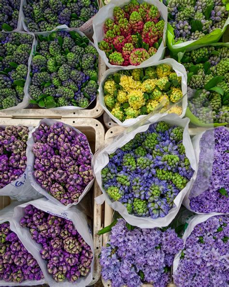 We did not find results for: Martha's Flower-Arranging Secrets | Flower market, City ...