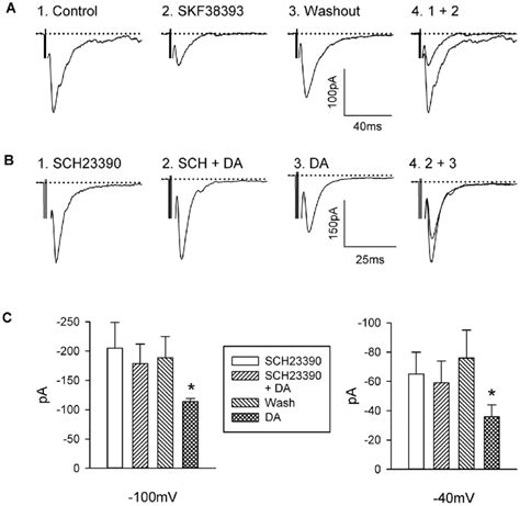 Effect D 1 Like Receptor Agonist And Antagonist On Dopaminergic