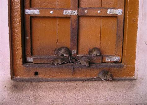 And if your bed is a mess or has food in it they will be happy to visit it at night while you sleep. Can Mice Climb Beds & Walls (Get Rid of Rats & Mice Fast)