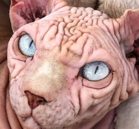 Meet Xherdan The Extra Wrinkly Sphynx Cat 9gag