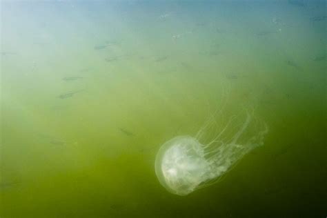 Jellyfish Chesapeake Bay Program