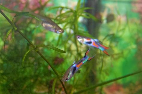 A short video comparing endler guppies and common guppies, on a basis of deciding which species is best for you. Mudflower: Endler's guppy