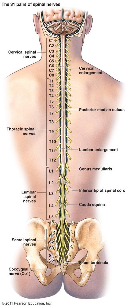 Lower back and buttocks diagram. Spinal Back Diagrams