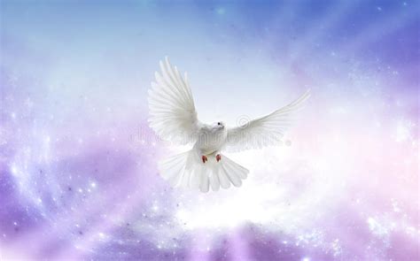 Holy Spirit Dove Stock Image Image Of Free Faith Bright