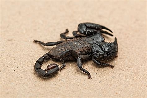 Scorpion Arachnid Venomous Free Photo On Pixabay