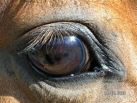 Horses Eye Horse Painting Horse Anatomy Equine Eye