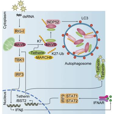 Complete information for mavs gene (protein coding), mitochondrial antiviral signaling protein, including: Tetherin Suppresses Type I Interferon Signaling by ...