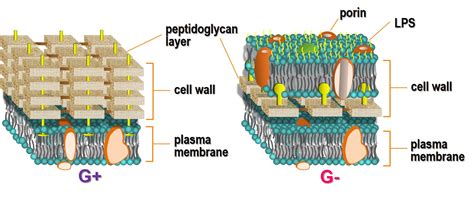 What Is The Cell Wall Of A Bacterial Cell