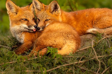 Red Fox Kits Siblings And Best Friends David Burt Flickr