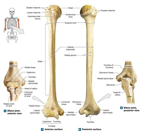 Upper Extremity Bones Anatomy
