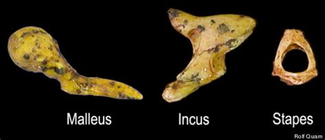 It is encased by the temporal bone, or the part of the skull at surrounds the ear at each side of the head. Ear Bone Fossils Expected To Yield Key Clues About Human ...