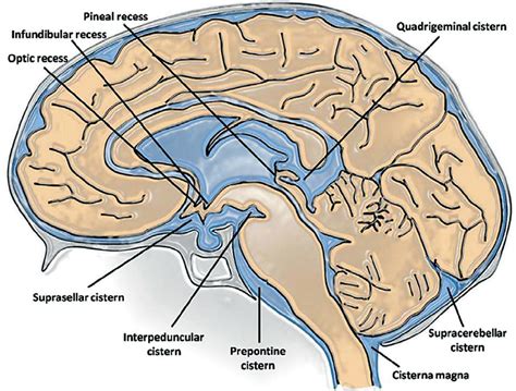Neuroanatomy Neupsy Key