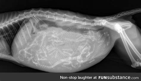 X Ray Image Of A Pregnant Cat With Six Kittens Funsubstance