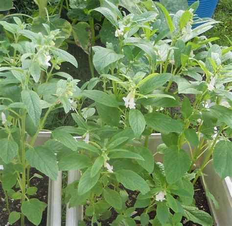 There is an opinion that his homeland is pakistan, some believe that he came from africa or the northern regions of india. A Kitchen Garden in Kihei Maui: Growing Culinary Herbs ...
