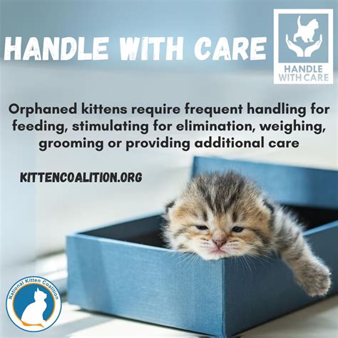 Kittens And Cats Handle With Care National Kitten Coalition