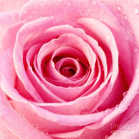 Rose With Water Droplets Pink Photograph By Natalie Kinnear Fine