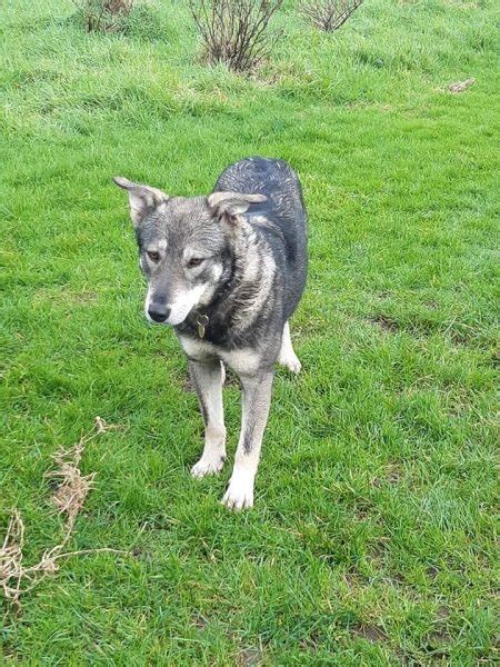 Milly 1 2 Year Old Female German Shepherd Cross Available For Adoption