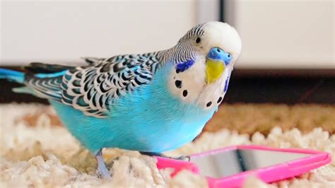 Budgie Parakeet Lets Talk About Our Furry And Feathered Friends