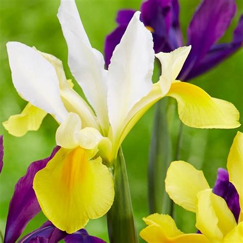 Buy Dutch Iris Bulbs Syn Iris Hollandica Iris Symphony