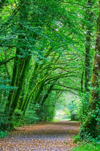 Mystical Forest Path Stock Photo Download Image Now Istock