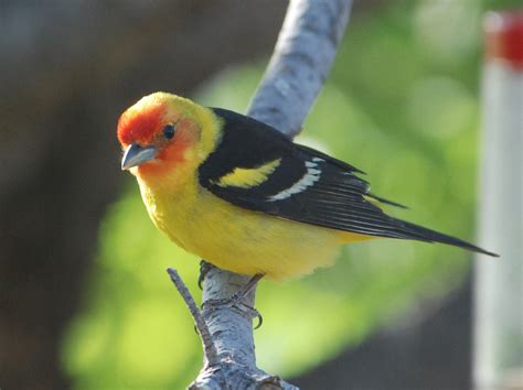 Western Tanager Birds Of San Diego County California · Inaturalist