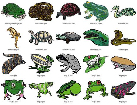 Reptiles as pets are a great option for many reasons. Reptile Information and Gallery