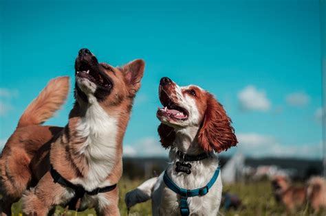 Trying to calm down a hyper dog can be extremely difficult and frustrating! A Quick Guide on How to Calm a Hyper Dog