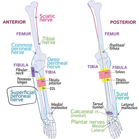 Superficial Peroneal Nerve Gross Anatomy Flashcards Ditki Medical