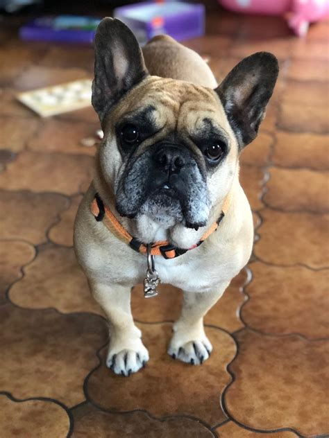 They are mostly fluffy dogs. Are French bulldogs hypoallergenic? - Happy French Bulldog