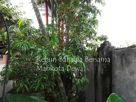 Apakah anda mengetahui bahwa mahkota dewa merupakan salah satu jenis tanaman obat? Kebun Bahagia Bersama: Buah Mahkota Dewa