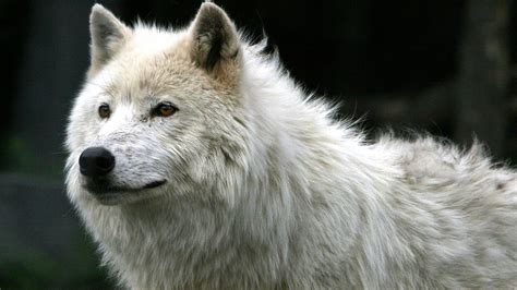 1920x1080 1920x1080 Wolf White Fur Predator Wallpaper 
