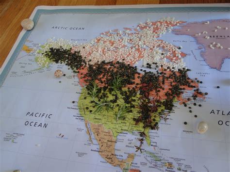 Dense forest with thin, broad, deciduous leaves; karmamatopoeia: Biome Map Project