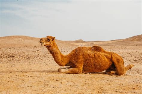 Leave the 21st century behind, and go for some. Camel in desert in Israel stock image. Image of morocco ...
