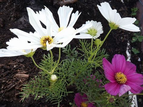 Thinking About Your Spring Flower Bedscosmos Are A Great Choice