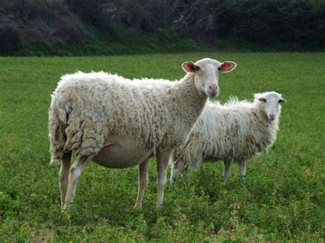 What time of day do sheep give birth? Twin Lamb Disease | Pregnancy Toxemia in Sheep and Goats ...