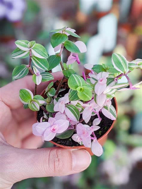 Check spelling or type a new query. How to care for the adorable Callisia repens bianca