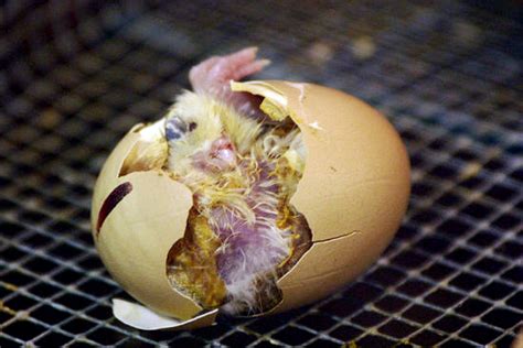 Secara umum, ayam petelur adalah ayam yang tujuan pemeliharaannya adalah untuk menghasilkan telur. Embrio burung langka disuntikkan ke telur ayam, dierami ...