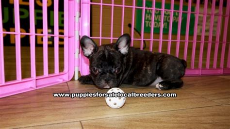 Healthy akc registerd male and female blue french bulldog puppies for sale.for more info and pics please just text me only using the 503. Black Brindle French Bulldog Puppies For Sale Georgia at ...